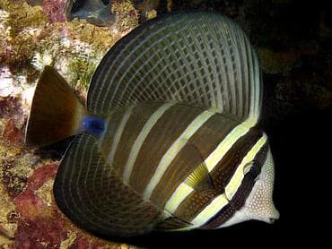 Sailfin Tang M