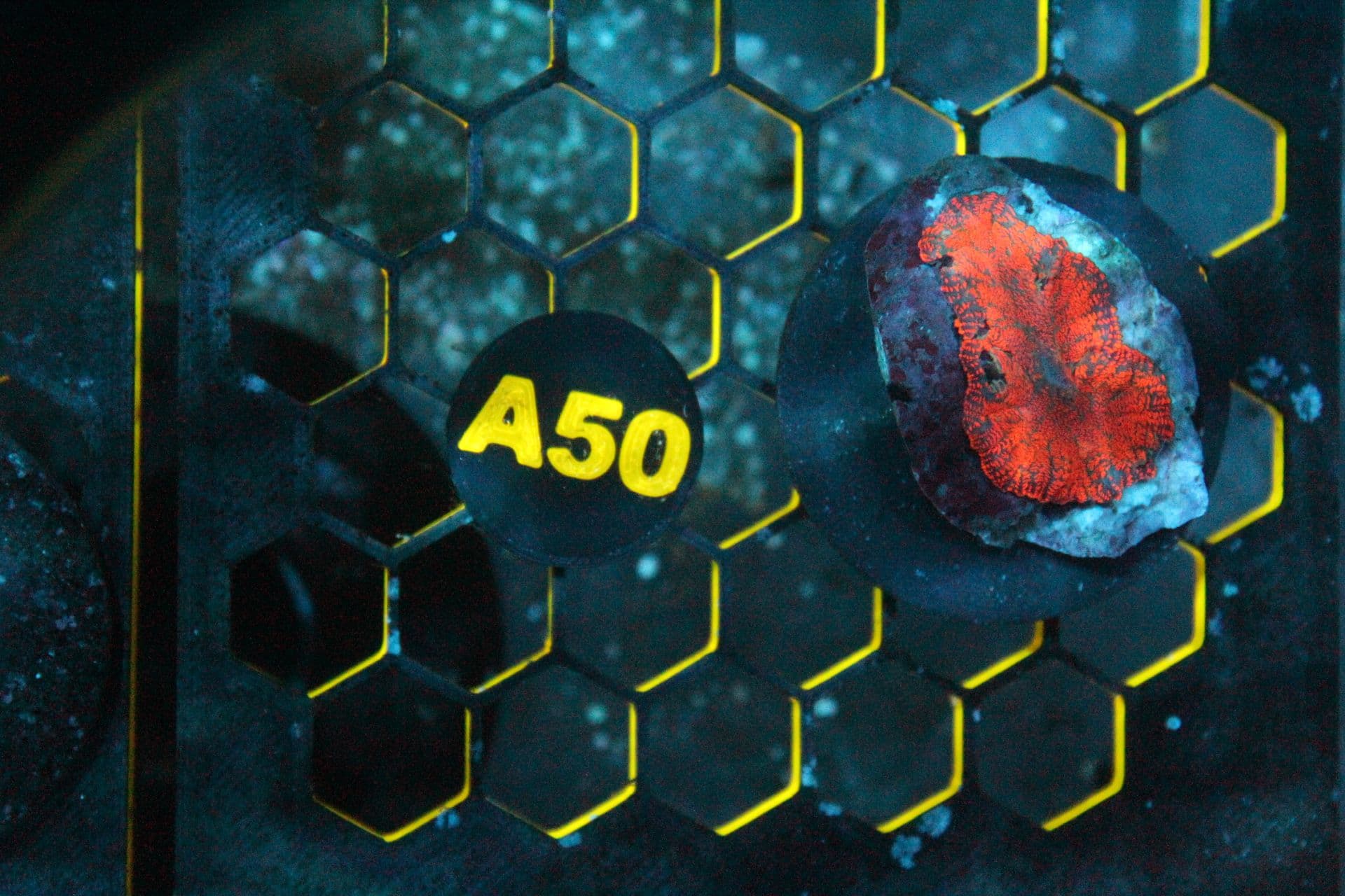 A50 WYSIWYG Mushroom