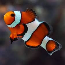 Ocelaris Clown