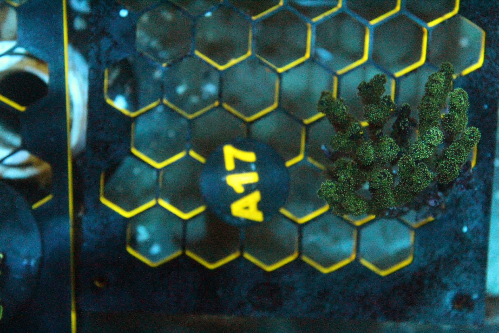 A17 WYSIWYG Pocillapora