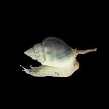 Tongan Snail
