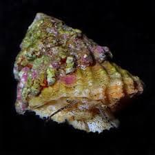 Astrea snail
