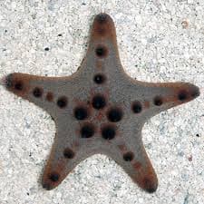 Chocolate chip Starfish