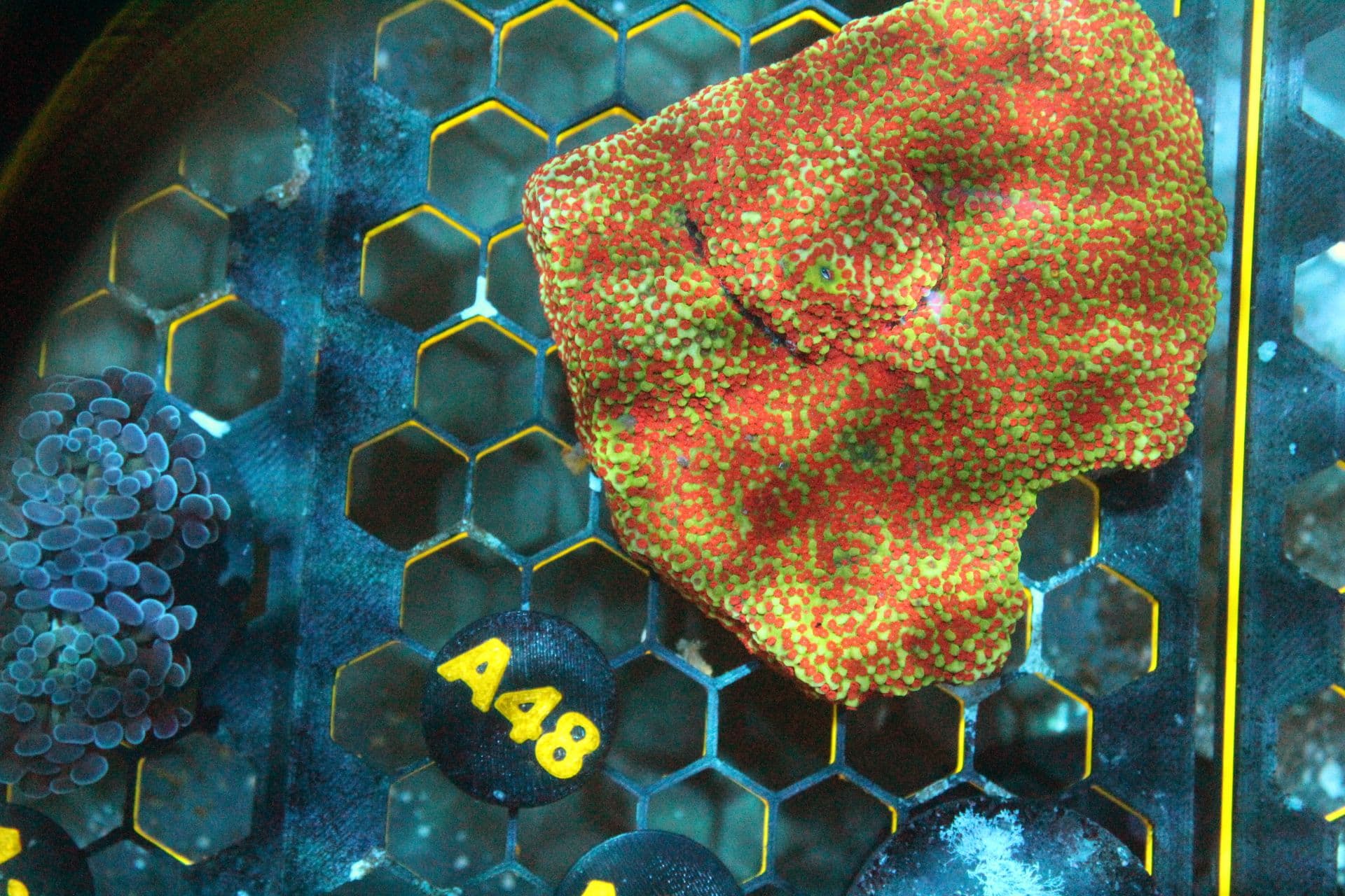 A48 WYSIWYG Montipora