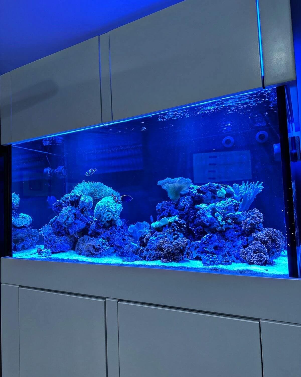 Glass Cages 120 Gallon Full Set